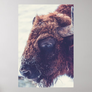 POSTER BISON EN HIVER