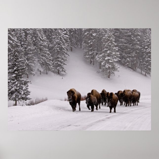 Poster Bison en hiver (Devant)