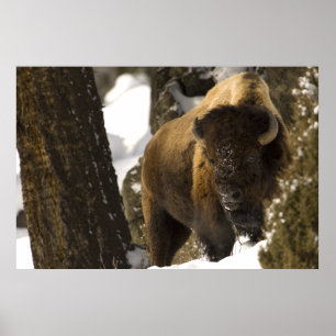 Poster Bison en parc national de Yellowstone de vallée de