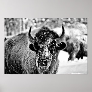 Poster Bison givré de Yellowstone