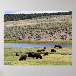 Poster Bison le long de la rivière Yellowstone dans la va
