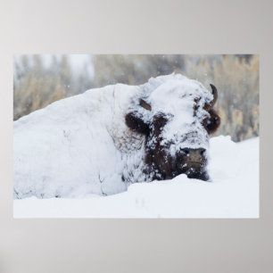 Poster Bison mâle, pelage d'hiver