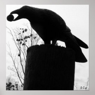 Poster Bite de Raven, S Cyr