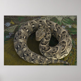 Poster Bitis Bitis, une poule noire africaine de Snake Ch