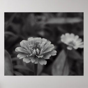 Poster Black and White Flower