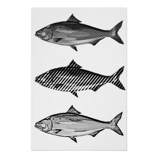 Poster Black and white graphic fish