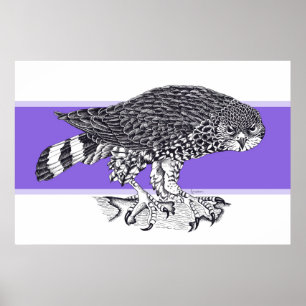 Poster Black and white illustration of Sparrow Hawk