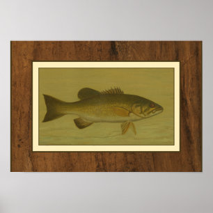 Poster Black Bass sur fond vert