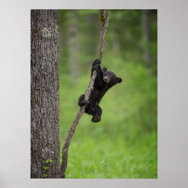 Poster Black Bear Cub jouant sur le membre de l'arbre (Devant)