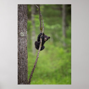Poster Black bear cub playing, Tennessee