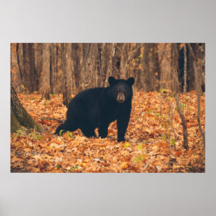 Poster Black Bear in the Autumn Woods
