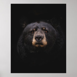 POSTER BLACK BEAR ON BROWN WOODEN TREE BRANCH
