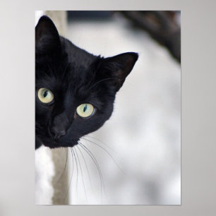 Poster Black Cat print
