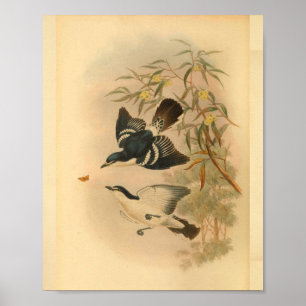 Poster Black Caterpillar Catcher Bird Imprimer Vintage