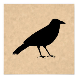 Poster Black Crow Bird sur un Motif de parchemin.