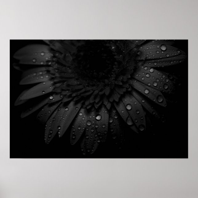 Poster Black Daisy (Devant)