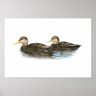 Poster Black Duck Duo