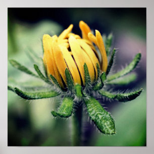 Poster Black Eyed Susan Éveil