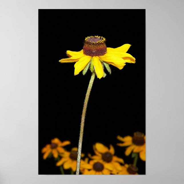 Poster Black Eyed Susan sur l'Arrière - plan noir (Devant)