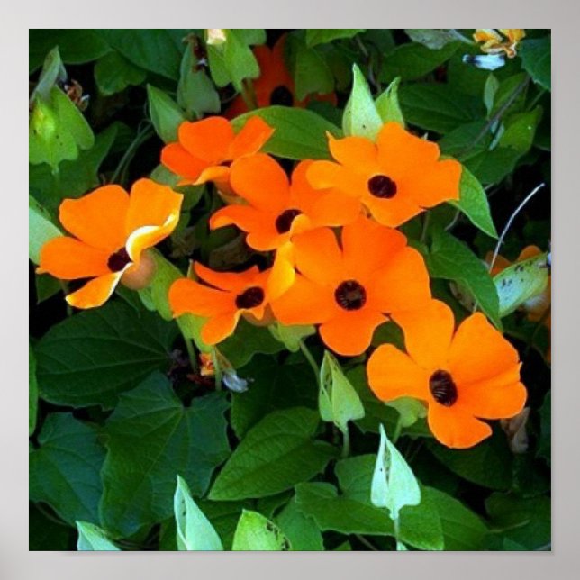 Poster Black Eyes Susan (Devant)