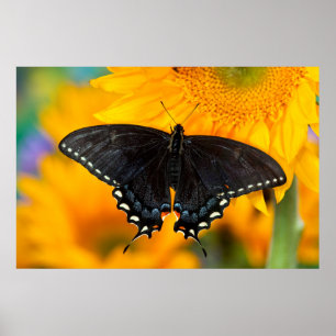 Poster Black Form Of Eastern Tiger