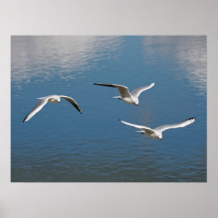 Poster Black-headed gulls in flight
