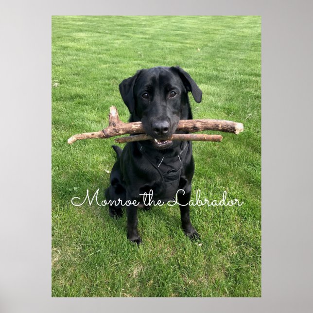 Poster Black Lab avec deux bâtons Photo et nom du chien (Devant)