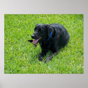 Poster Black Lab— Faire une pause