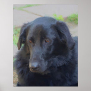 Poster Black Lab Mix Expressive Eyes Chien Art