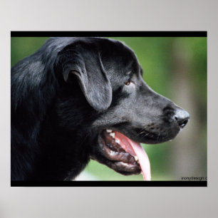 Poster Black Labrador Dog