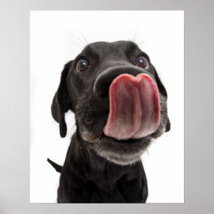 Poster Black Labrador Licking
