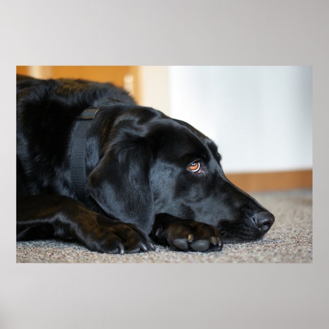 Poster Black Labrador Retriever (Devant)