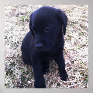 Poster Black Labrador Retriever