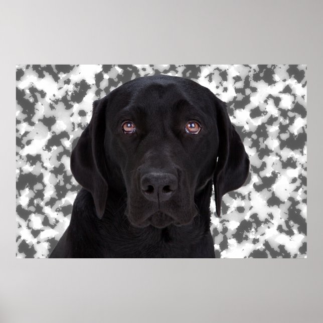 Poster Black Labrador Retriever (Devant)