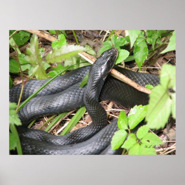 Poster Black Racer Sunning (Devant)