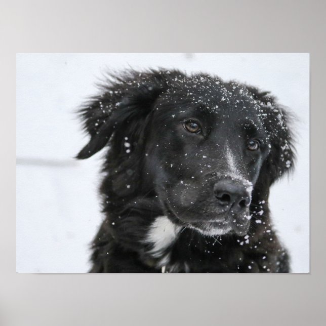 Poster Black Shepherd Dog in the Snow (Devant)