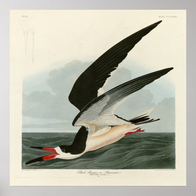 Poster Black Skimmer, Shearwater Audubon Birds of America (Devant)