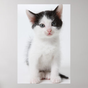 Poster Black Spotted
