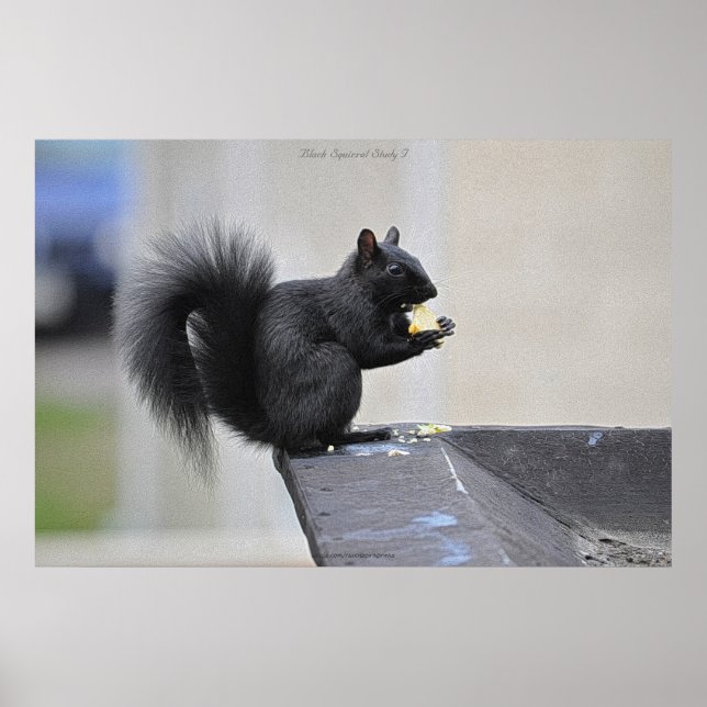 Poster Black Squirrel Manger Pomme Faune Photo Imprimer (Devant)