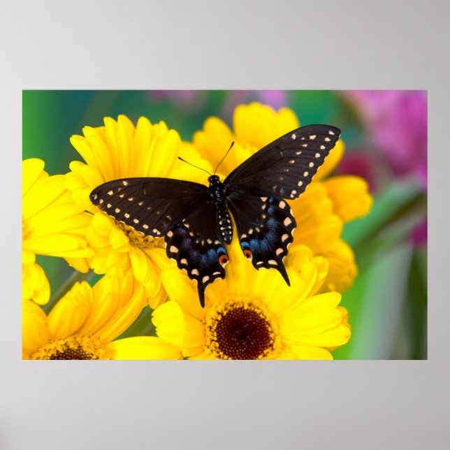 Poster Black Swallowtail (Devant)