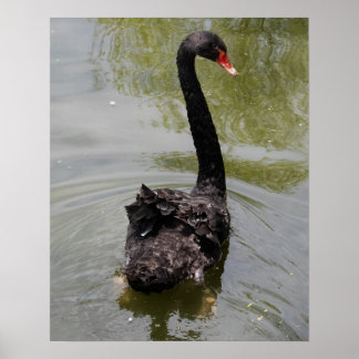 Poster Black Swan in Tranquil Pond