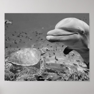 Poster Black White Dolphin Sea Turtle Poisson Art Imprima