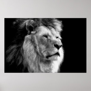 Poster Black & White Lion