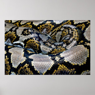 Poster Black, yellow, and gray python