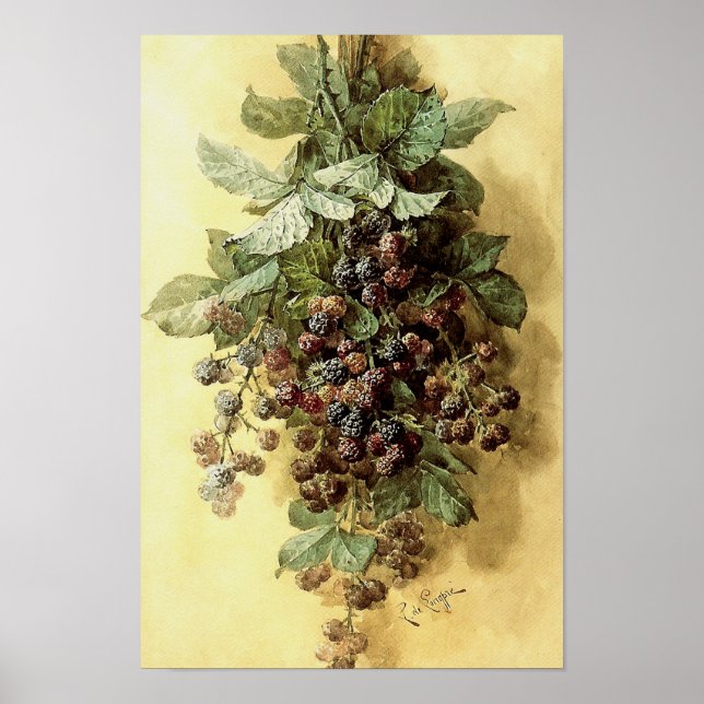 Poster "Blackberries" par Paul de Longpré (Devant)