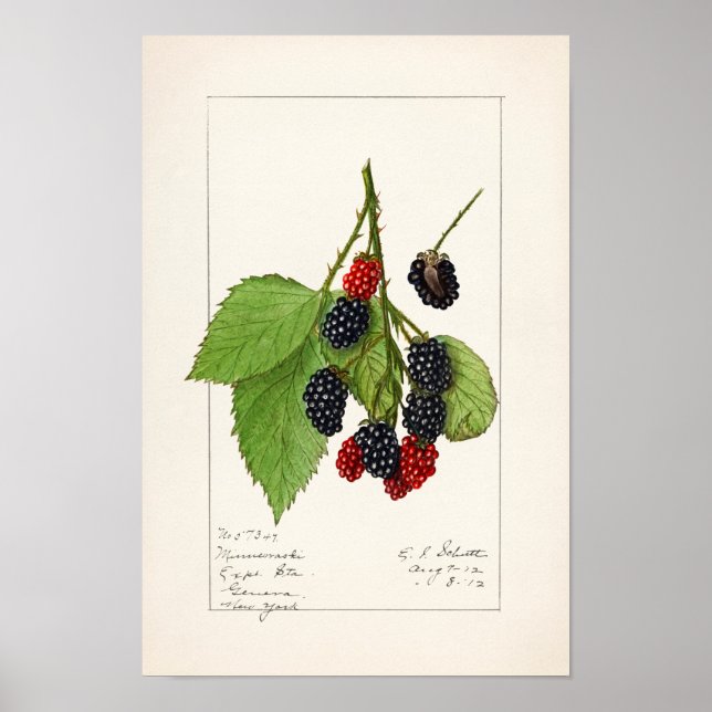 Poster Blackberries (Rubus subg. Rubus Watson) (Devant)