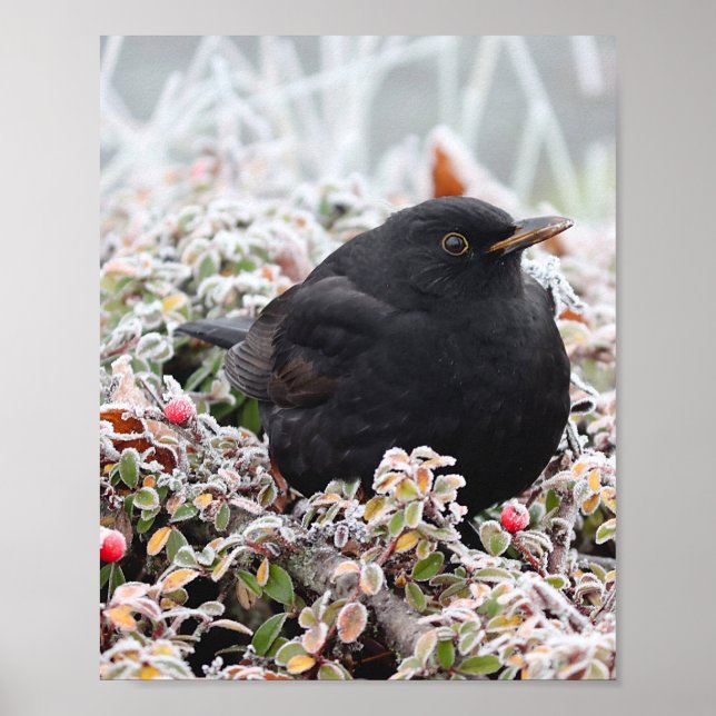 Poster Blackbird d'hiver (Devant)