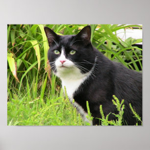 Poster Blackie sur l'alerte