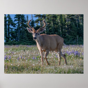 Poster Blacktail Deer Buck   Parc national olympique