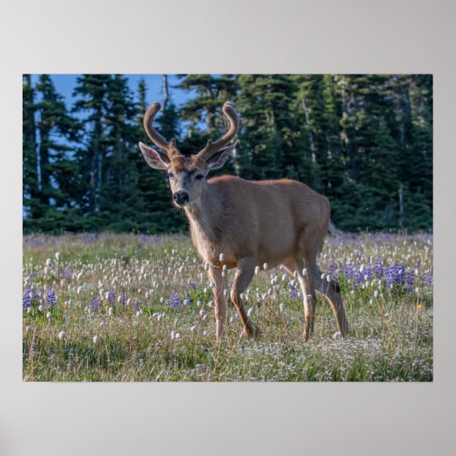 Poster Blacktail Deer Buck | Parc national olympique (Devant)